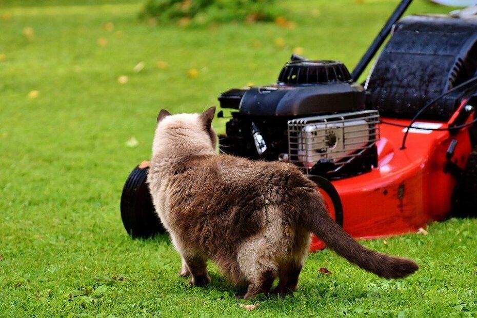 Electric lawn Mower Best